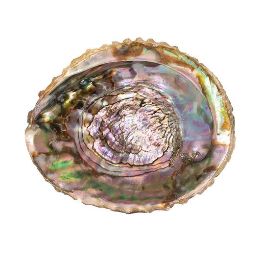 Abalone Shells, 5 - 6 Inches, Pink, Mexican, Incense Burner