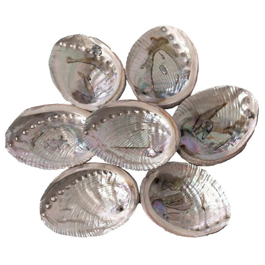 Abalone Shells, 4 - 5 Inches, Blue Green, Mexican, Displays